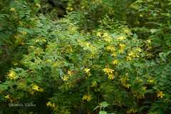 Hypericum oblongifolium